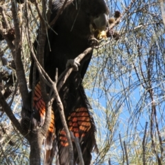 Calyptorhynchus lathami lathami (Glossy Black-Cockatoo) at Mount Majura - 7 Sep 2014 by anthonyhenshaw