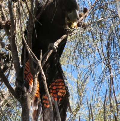 Calyptorhynchus lathami lathami (Glossy Black-Cockatoo) at Mount Majura - 7 Sep 2014 by anthonyhenshaw