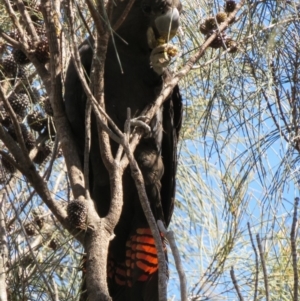 Calyptorhynchus lathami at Hackett, ACT - 7 Sep 2014