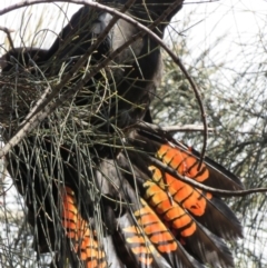 Calyptorhynchus lathami lathami at Hackett, ACT - 7 Sep 2014