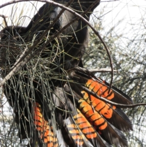 Calyptorhynchus lathami lathami at Hackett, ACT - 7 Sep 2014