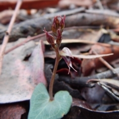 Acianthus collinus (Inland Mosquito Orchid) at Aranda, ACT - 17 Jun 2018 by CathB