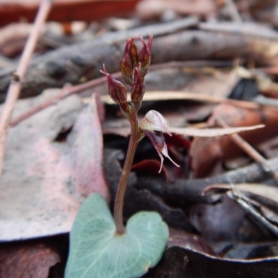 Acianthus collinus (Inland Mosquito Orchid) at Aranda Bushland - 17 Jun 2018 by CathB