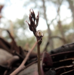 Acianthus collinus at Aranda, ACT - suppressed