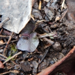 Acianthus collinus at Aranda, ACT - suppressed