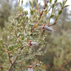 Mirbelia oxylobioides (Mountain Mirbelia) at Cook, ACT - 14 Jun 2018 by CathB