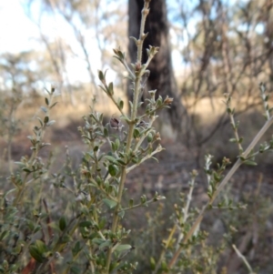 Mirbelia oxylobioides at Cook, ACT - 14 Jun 2018