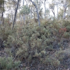 Mirbelia oxylobioides at Cook, ACT - 14 Jun 2018