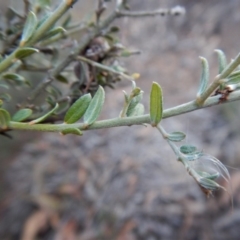 Mirbelia oxylobioides at Cook, ACT - 14 Jun 2018 03:28 PM