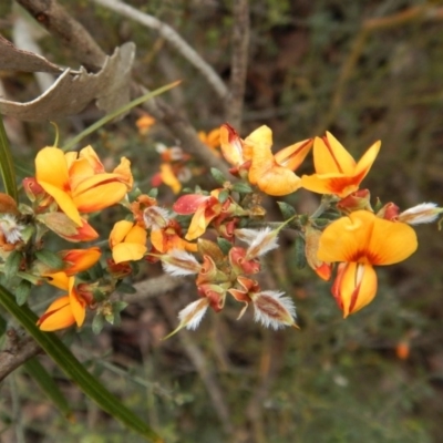 Mirbelia oxylobioides (Mountain Mirbelia) at Aranda Bushland - 5 Dec 2017 by CathB