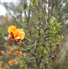 Mirbelia oxylobioides at Cook, ACT - 5 Dec 2017 11:54 AM