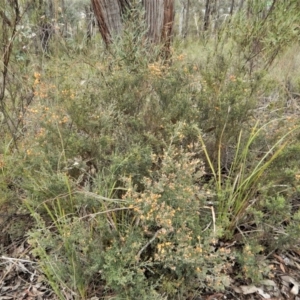 Mirbelia oxylobioides at Cook, ACT - 5 Dec 2017