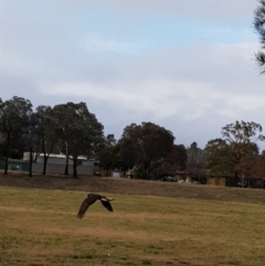 Zanda funerea (Yellow-tailed Black-Cockatoo) at Charnwood, ACT - 17 Jun 2018 by DARK