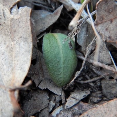 Oligochaetochilus aciculiformis (Needle-point rustyhood) at Aranda Bushland - 14 Jun 2018 by CathB