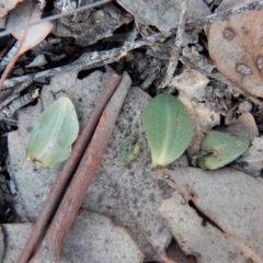 Oligochaetochilus aciculiformis at Belconnen, ACT - 14 Jun 2018