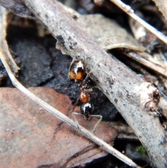 Chelaner kiliani (Kilian's ant) at Dunlop, ACT - 17 Jun 2018 by CathB