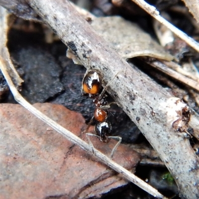 Chelaner kiliani (Kilian's ant) at Aranda Bushland - 17 Jun 2018 by CathB