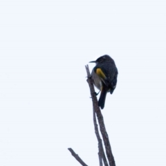 Phylidonyris pyrrhopterus (Crescent Honeyeater) at Stromlo, ACT - 17 Jun 2018 by JonSteinbeck