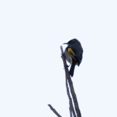 Phylidonyris pyrrhopterus (Crescent Honeyeater) at Stromlo, ACT - 16 Jun 2018 by BIrdsinCanberra