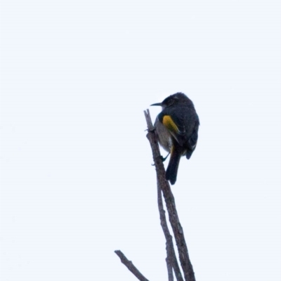 Phylidonyris pyrrhopterus (Crescent Honeyeater) at Stromlo, ACT - 17 Jun 2018 by JonSteinbeck