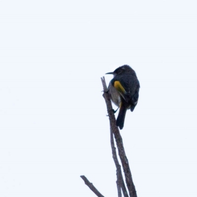 Phylidonyris pyrrhopterus (Crescent Honeyeater) at Cotter Reserve - 17 Jun 2018 by BIrdsinCanberra