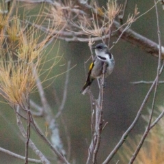 Phylidonyris pyrrhopterus at Stromlo, ACT - 17 Jun 2018 08:41 AM