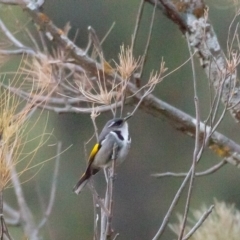 Phylidonyris pyrrhopterus at Stromlo, ACT - 17 Jun 2018