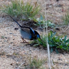 Malurus cyaneus (Superb Fairywren) at Stromlo, ACT - 17 Jun 2018 by JonSteinbeck