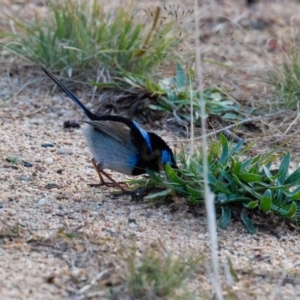 Malurus cyaneus at Stromlo, ACT - 17 Jun 2018