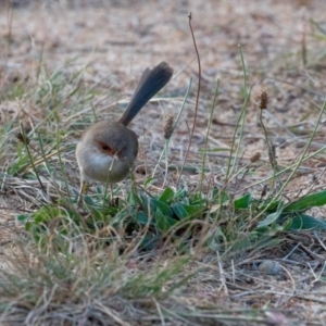 Malurus cyaneus at Stromlo, ACT - 17 Jun 2018