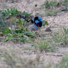 Malurus cyaneus at Stromlo, ACT - 17 Jun 2018 08:08 AM