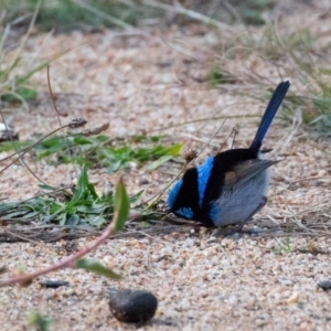 Malurus cyaneus at Stromlo, ACT - 17 Jun 2018 08:08 AM