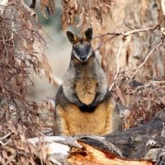 Wallabia bicolor (Swamp Wallaby) at Mulligans Flat - 16 Jun 2018 by Lindell