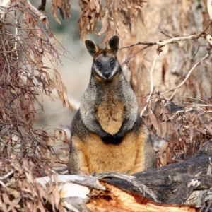 Wallabia bicolor at Gungahlin, ACT - 17 Jun 2018