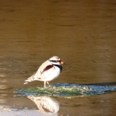 Charadrius melanops (Black-fronted Dotterel) at Undefined - 16 Jun 2018 by Marg