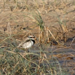 Charadrius melanops at undefined - 16 Jun 2018