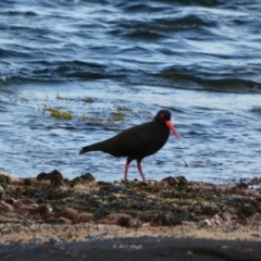 Haematopus fuliginosus (Sooty Oystercatcher) at Undefined - 16 Jun 2018 by Marg