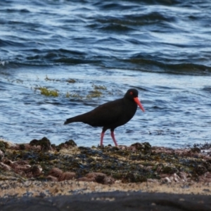 Haematopus fuliginosus at undefined - 17 Jun 2018