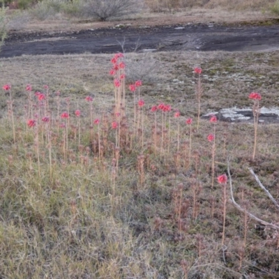 Bryophyllum delagoense (Mother-of-millions) at Bawley Point Bushcare - 17 Jun 2018 by Marg