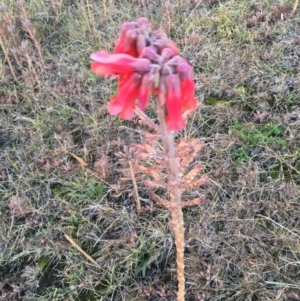 Bryophyllum delagoense at Bawley Point, NSW - 17 Jun 2018 04:46 PM