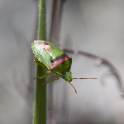 Ocirrhoe unimaculata (Green Stink Bug) at Illilanga & Baroona - 13 Nov 2011 by Illilanga