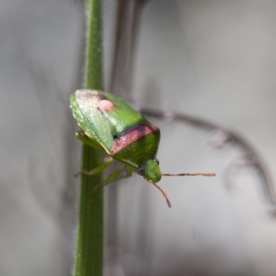 Ocirrhoe unimaculata (Green Stink Bug) at Michelago, NSW - 13 Nov 2011 by Illilanga