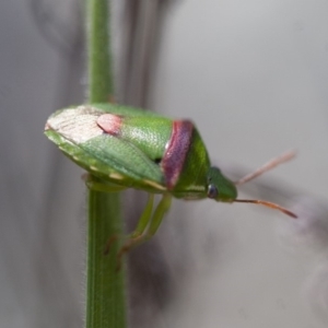 Ocirrhoe unimaculata at Michelago, NSW - 13 Nov 2011 02:31 PM