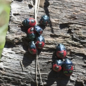 Choerocoris paganus at Michelago, NSW - 13 Feb 2012