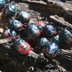 Choerocoris paganus at Michelago, NSW - 13 Feb 2012