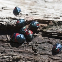 Choerocoris paganus at Michelago, NSW - 13 Feb 2012 01:56 PM