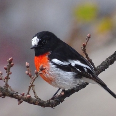 Petroica boodang (Scarlet Robin) at Red Hill, ACT - 16 Jun 2018 by roymcd