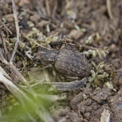 Cubicorhynchus maculatus (Spotted ground weevil) at Illilanga & Baroona - 15 Nov 2017 by Illilanga