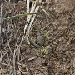 Cubicorhynchus maculatus at Michelago, NSW - 15 Nov 2017