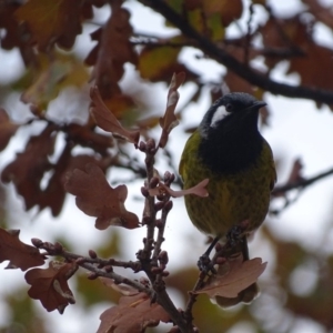 Nesoptilotis leucotis at Red Hill, ACT - 16 Jun 2018 03:40 PM